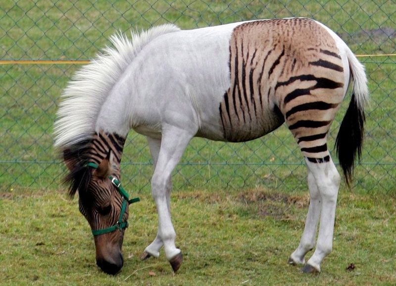 The Nimble Zebroid