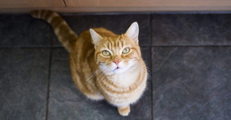 Why Cats Stay Near You Without Wanting To Be Held
