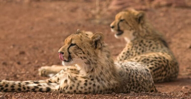 Fascinating Reasons Why Cheetahs Are Not Meant For Domestication