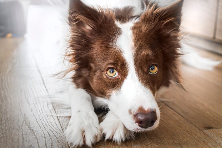 Why Colorado Adores Border Collies (And 15 Other Favorite Breeds)