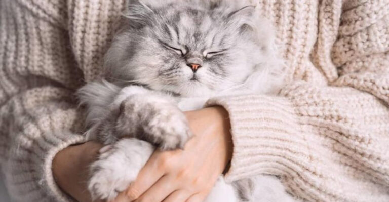 Why Do Cats Sleep So Much? 16 Fascinating Reasons Explained