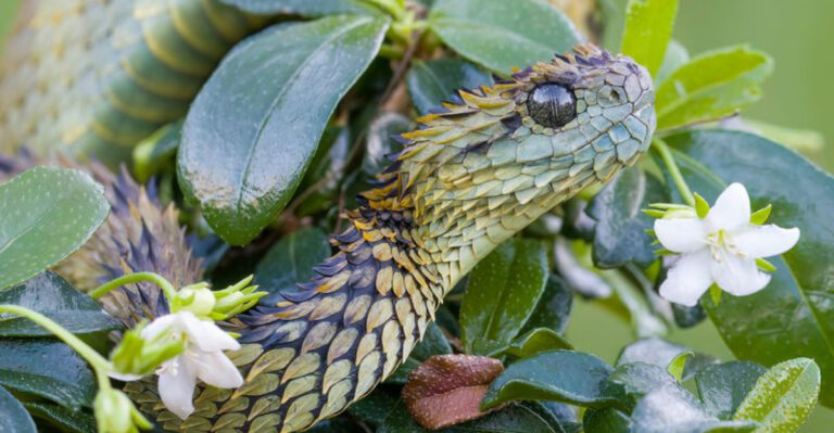 Why Do Snakes Exist? (17 Reasons Why)