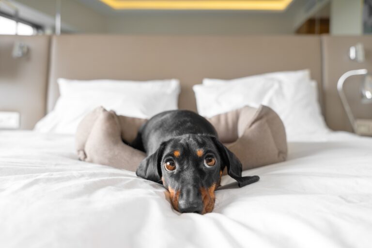 Why Florida Adores The Dachshund (And 15 Other Favorite Breeds)