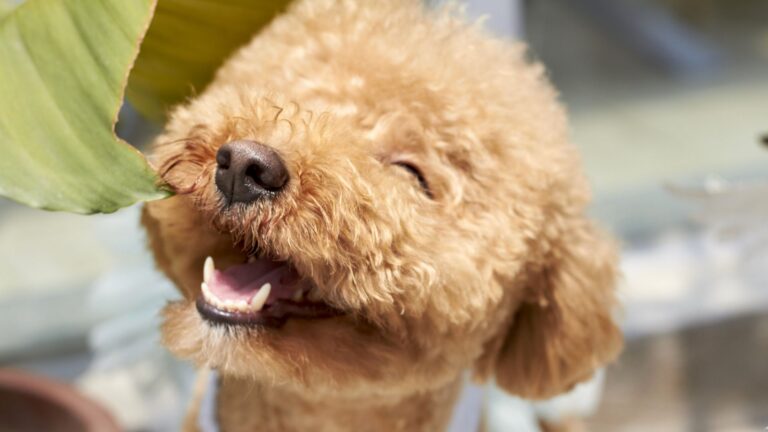 Why Georgia Loves Poodles (And Top 10 Other Popular Dog Breeds)