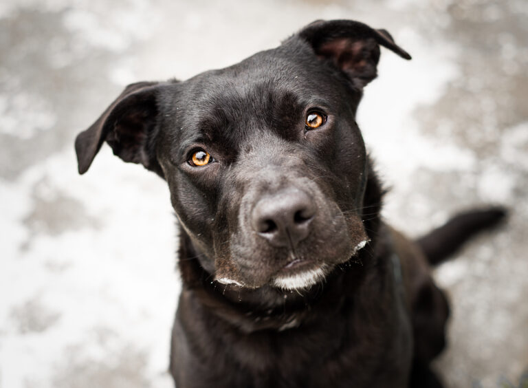 Why Oregon Prefers Pit Bulls (And 15 Other Beloved Breeds)