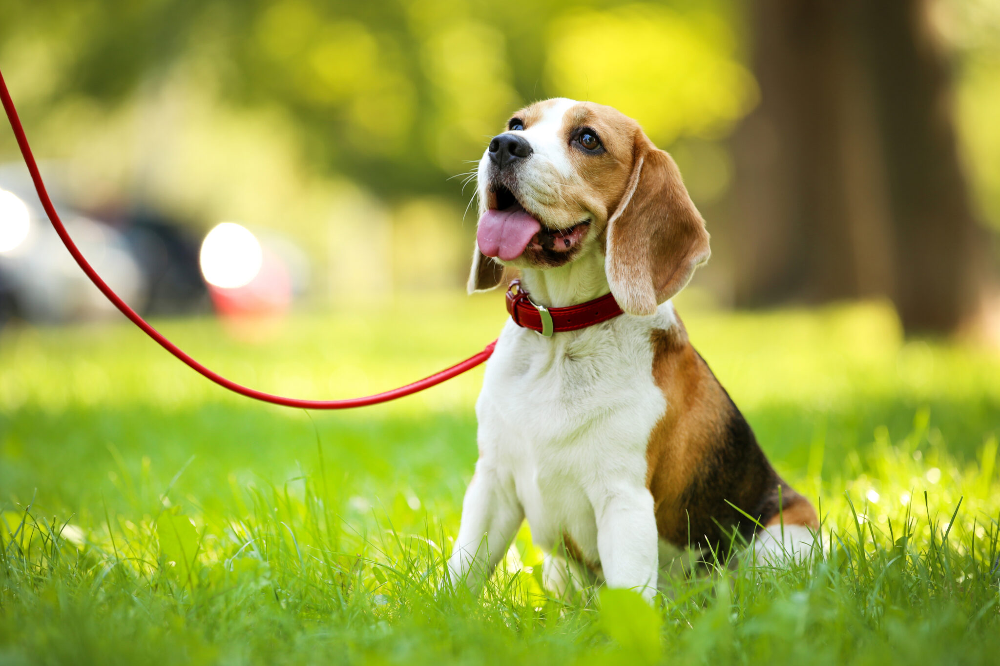Why Pennsylvania Chooses Beagles (And 15 Other Top Breeds)