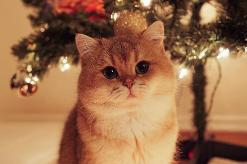 Pets And Their Role In Our Happiness