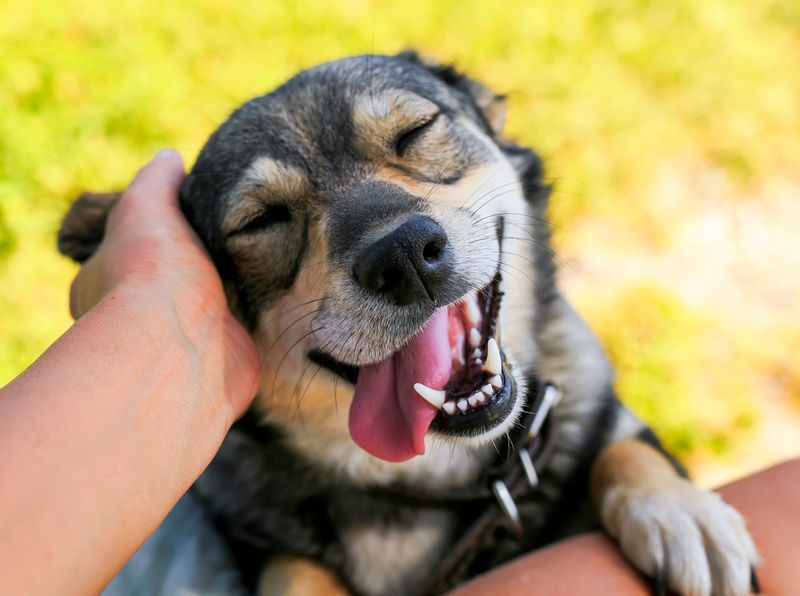 Pets And Their Impact On Longevity