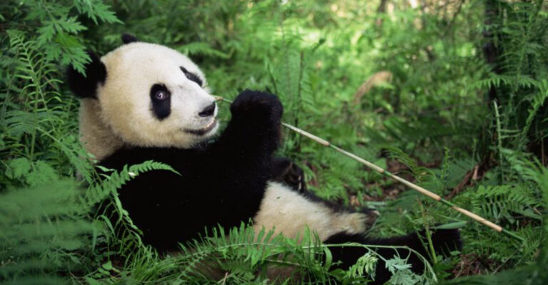 Why Some Animals Will Never Be Domesticated No Matter What