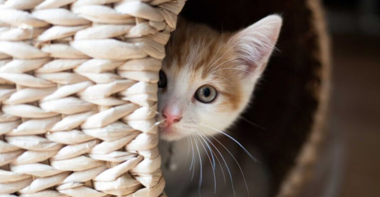 Why Some Cats Thrive In Low-Stimulation Homes