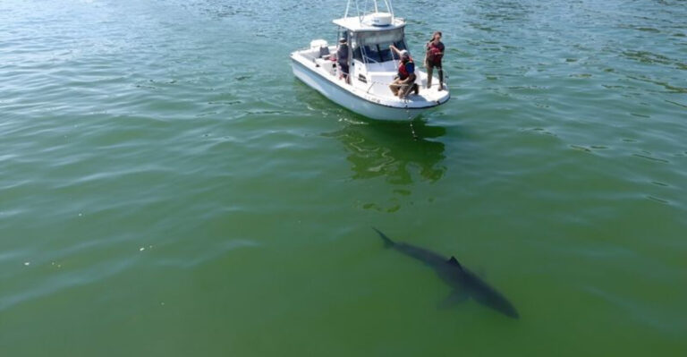 Why Some Sharks Are Now Swimming Up American Rivers