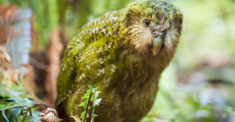 Why The Kakapo Parrot Is The World’s Rarest And Most Unique Bird