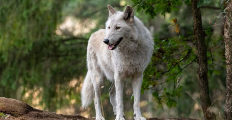 Surprising Reasons Why Wild Wolves Don’t Make Good Pets