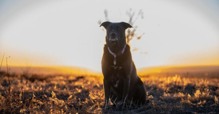 Why Your Dog’s Morning Routine Strengthens Your Connection