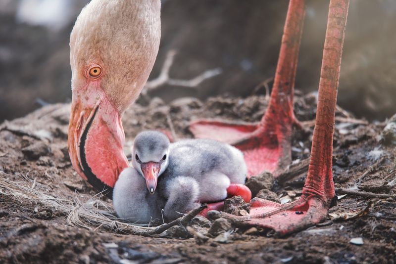 Awkward Flamingo Youngsters