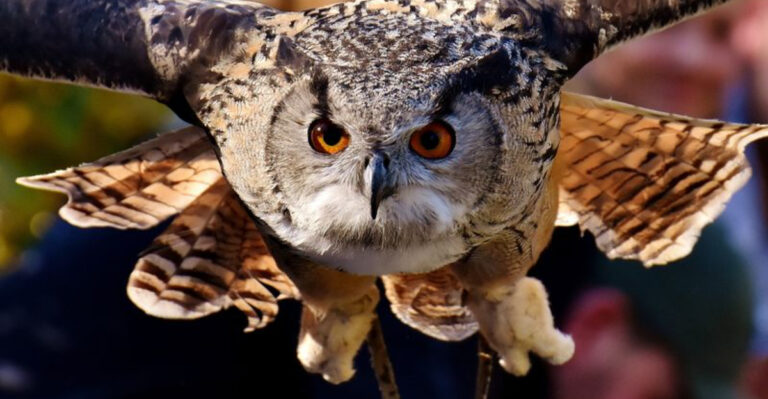 Wild Animals In The U.S. That Pose A Threat To Cats And What You Can Do