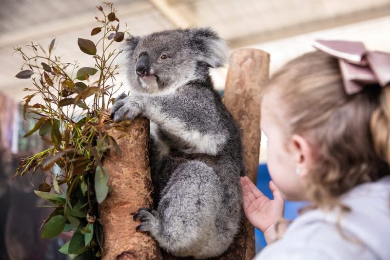 Koala Watching Tours