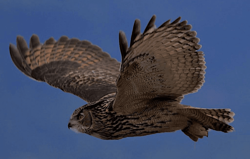 The Science Of Silent Flights