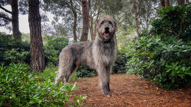 Oregon - Irish Wolfhound