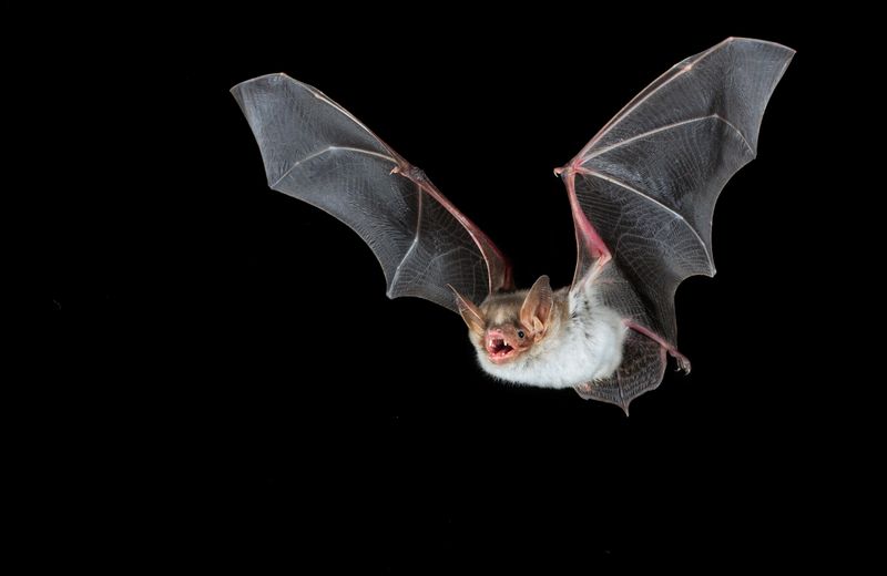 Bat