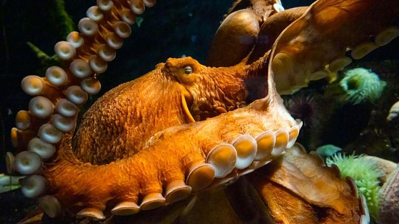 Octopuses: Oceanic Minds