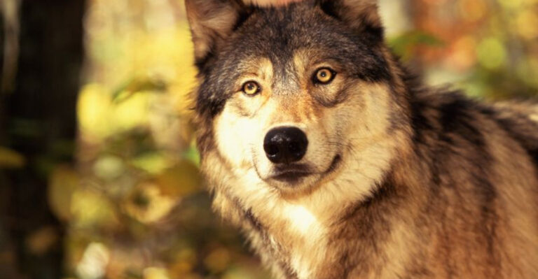 Wolves Vs. Dogs: 10 Surprising Similarities And 10 Key Differences