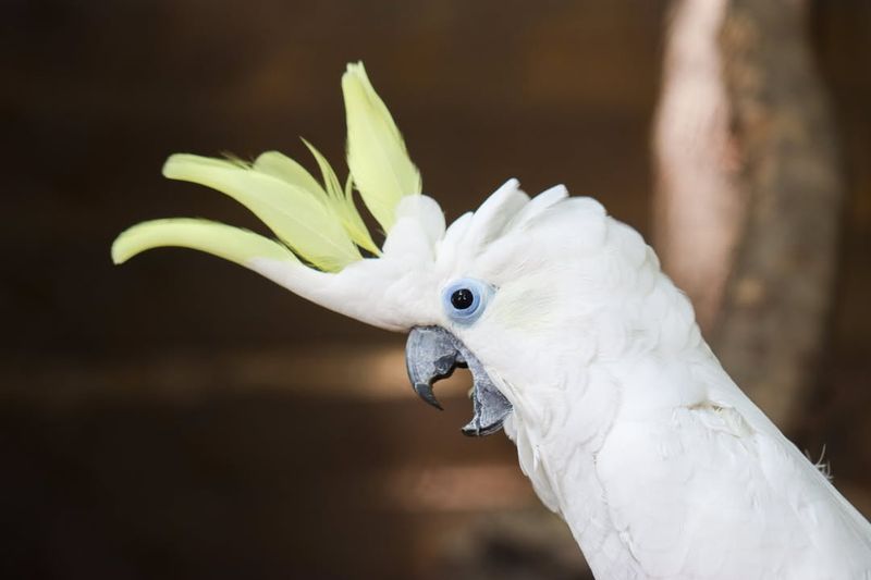 Cockatoo