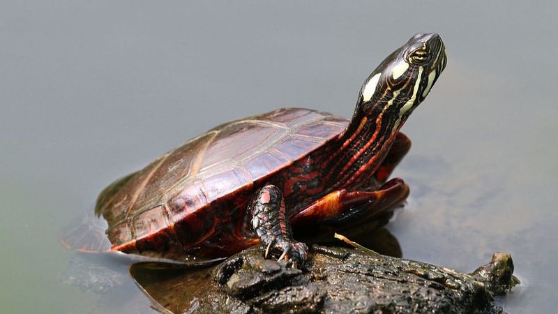 Painted Turtle