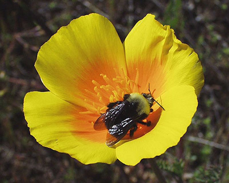 Franklin's Bumblebee