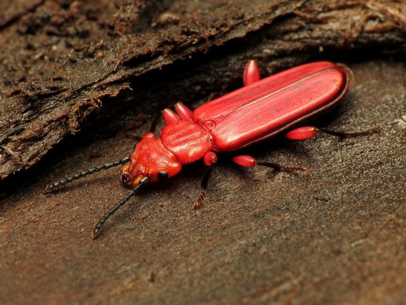 Red Flat Bark Beetle