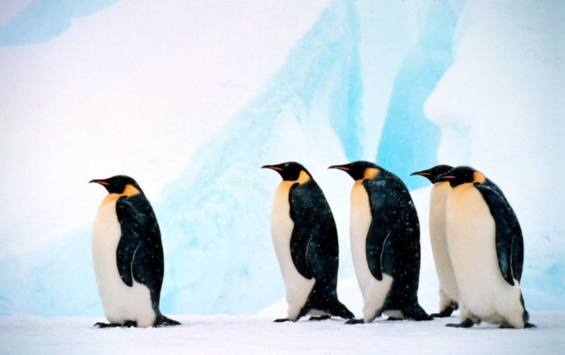 Emperor Penguin