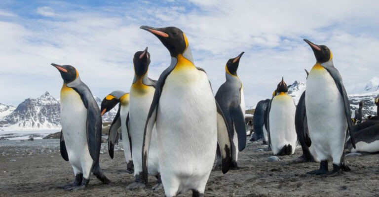 World Penguin Day: Reasons Penguins Are Nature’s Best-Dressed Birds