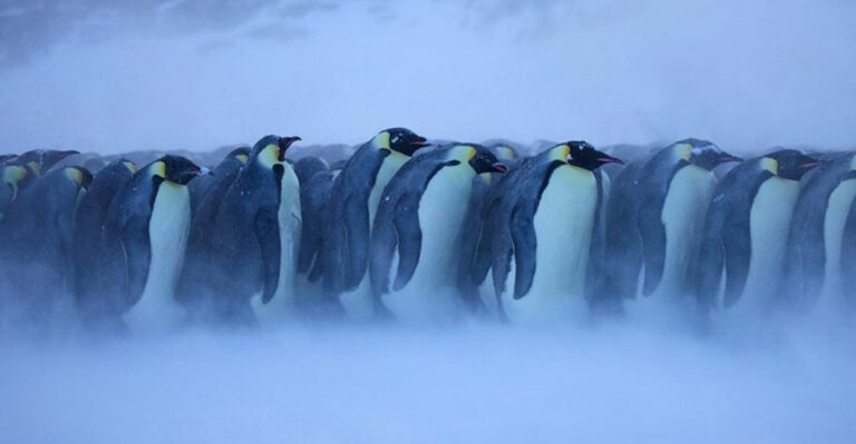 World Penguin Day—Here’s How Penguins Stay Warm Without A Cozy Coat