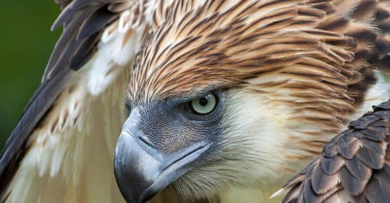 World Record Birds: 16 Avian Legends That Stand Out