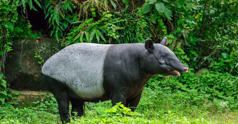 World Tapir Day: How These Jungle Oddballs Keep Ecosystems Thriving