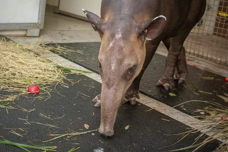 Snout Flexibility