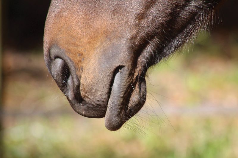 Relaxed Lip Droop