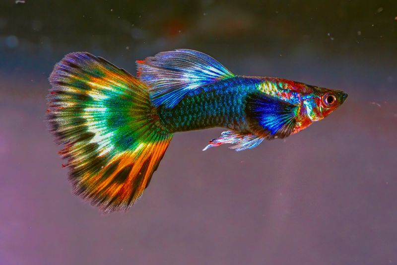 Guppy