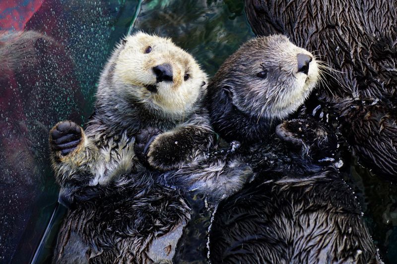 California: Diverse Ecosystems, Abundant Wildlife