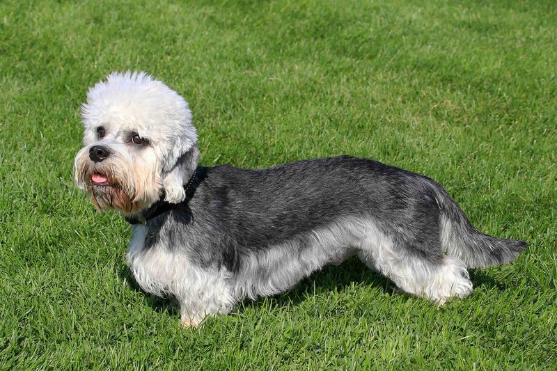 Dandie Dinmont Terrier: The Gentleman Terrier