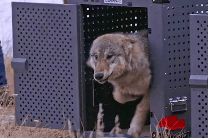 Finding The Right Wolf Candidates