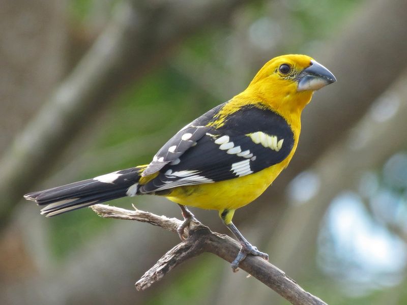 Yellow Grosbeak