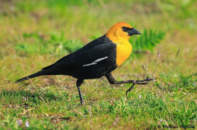 Yellow-Headed Blackbird