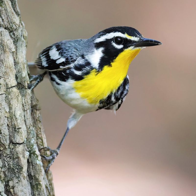 Yellow-Throated Warbler