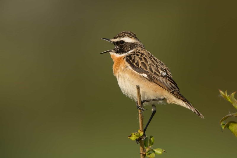 Whinchat