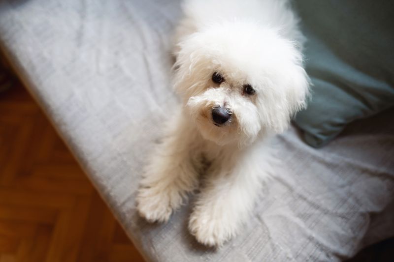 Bichon Frise