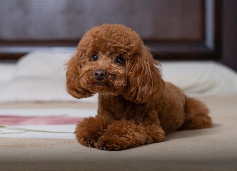 Poodle (Toy)