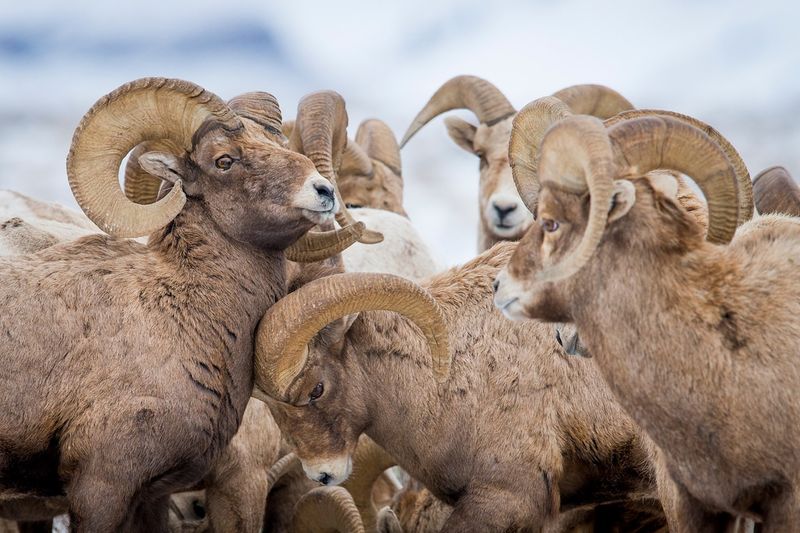 Sierra Nevada Bighorn Sheep