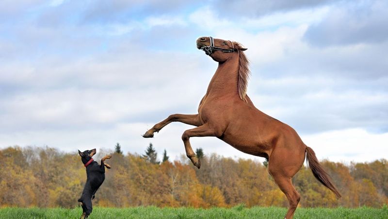 Horses Are Just Big Dogs