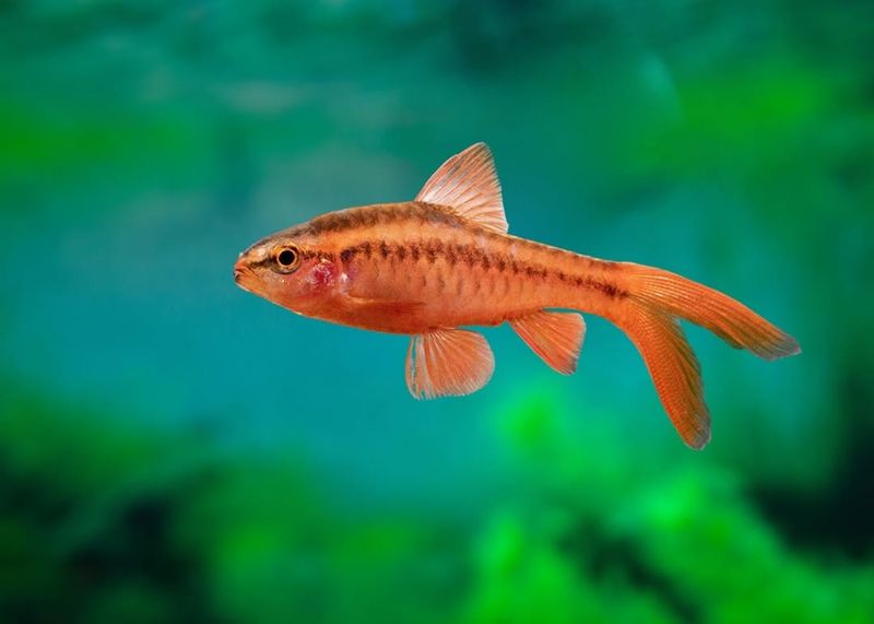 Cherry Barb